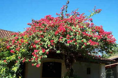 Primavera