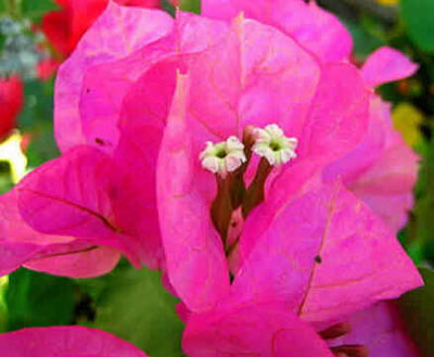 Primavera