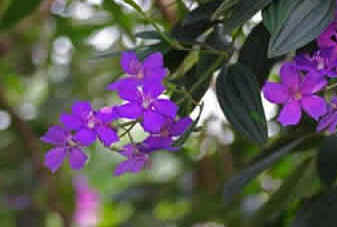Quaresmeira