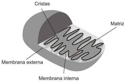 Respiração Celular