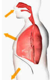 Respiração Pulmonar