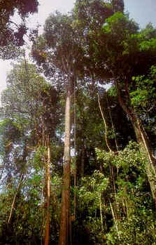 Roxinho