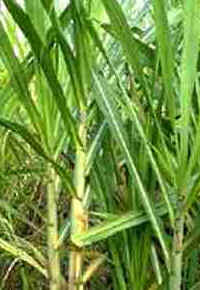 Rapadura