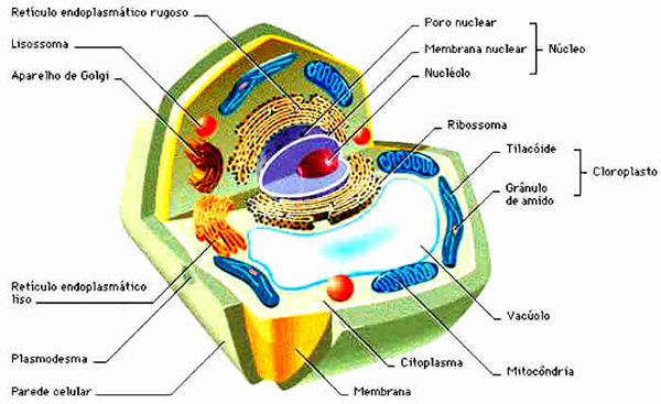 Reino Plantae