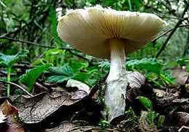 Reino Fungi