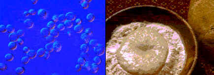 Reino Fungi