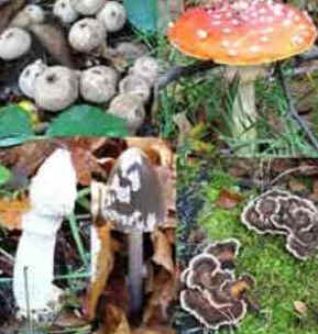 Reino Fungi