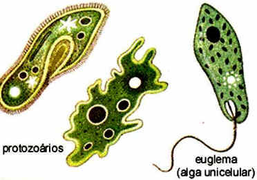 Reino Protista Reino Protista