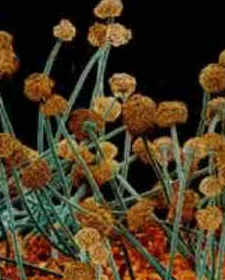 Reino Fungi