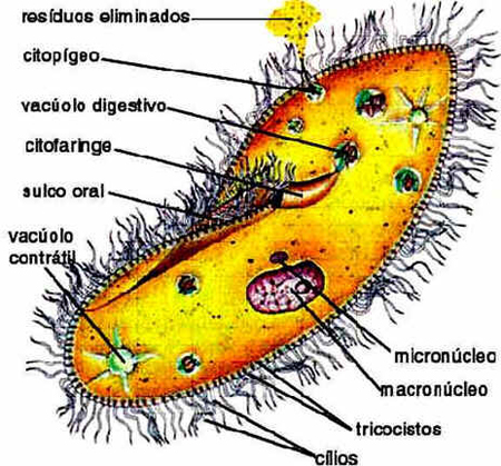Reino Protista Reino Protista