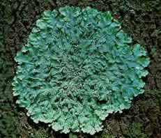 Reino Fungi