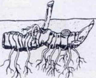 Rizoma
