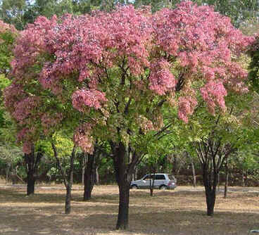 Sapucaia