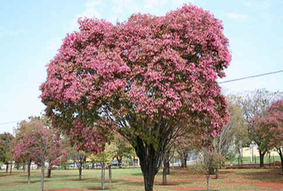 Sapucaia
