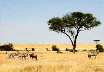 Savana