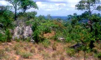 Savana