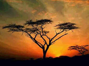 Savana