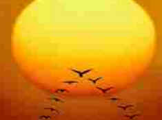 Sentido das Aves