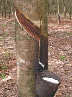 Seringueira
