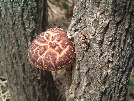 Shiitake