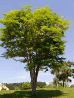 Sibipiruna