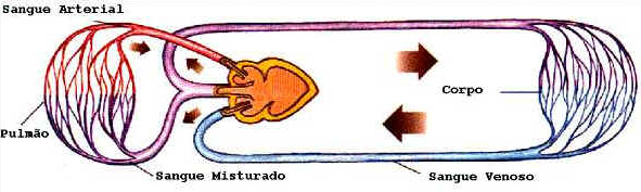 Sistema Circulatório das Aves Sistema Circulatório das Aves
