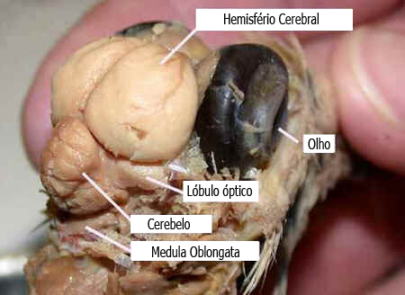 Sistema Nervoso das Aves Sistema Nervoso das Aves