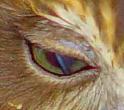 Sistema Nervoso das Aves Sistema Nervoso das Aves