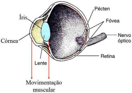 Sistema Nervoso das Aves Sistema Nervoso das Aves