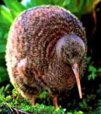 Sistema Nervoso das Aves Sistema Nervoso das Aves