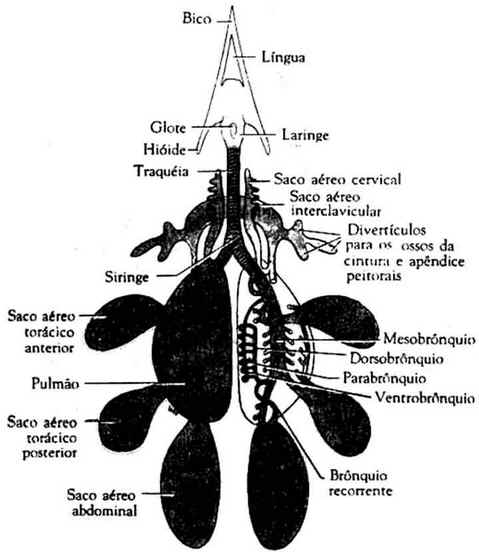 Sistema Respiratório das Aves