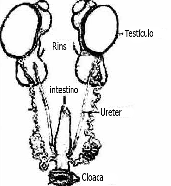 Sistema Urogenital das Aves Sistema Urogenital das Aves