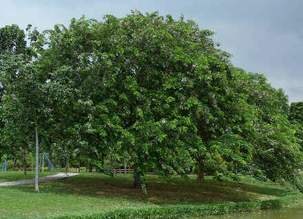 Sombreiro