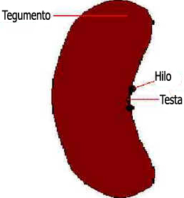 Semente