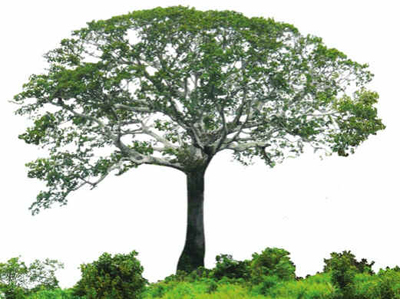 Sumaúma