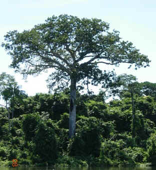 Sumaúma