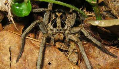 Tarântula