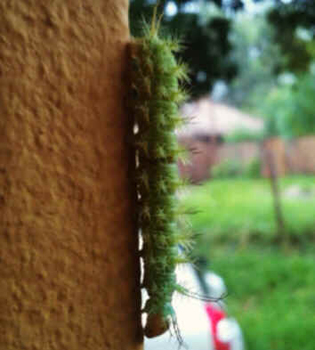 Taturanas