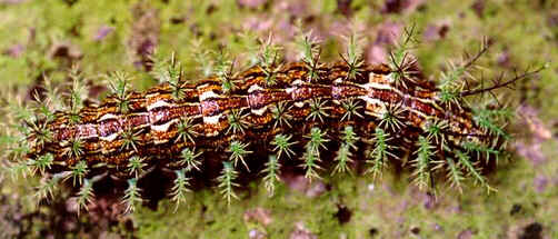 Taturanas