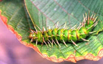 Taturanas