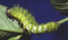 Taturanas