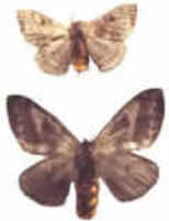 Taturanas