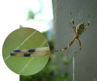 Teia de Aranha