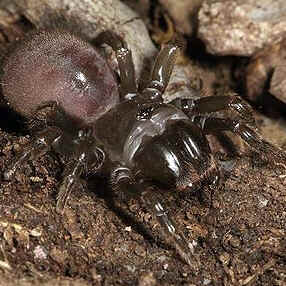 Tipos de Aranha
