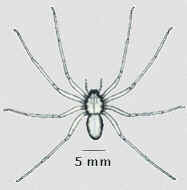 Tipos de Aranha