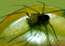 Tipos de Aranha