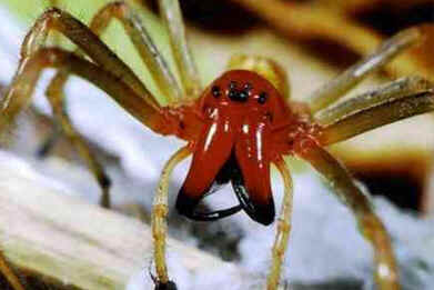 Tipos de Aranha