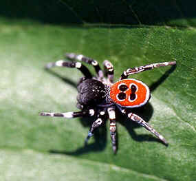 Tipos de Aranha