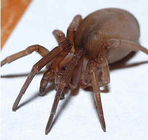 Tipos de Aranha