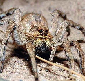 Tipos de Aranha
